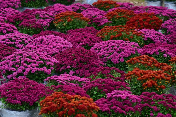 Créer un Éden Urbain : Astuces pour Concevoir un Jardin Favorable à la Biodiversité